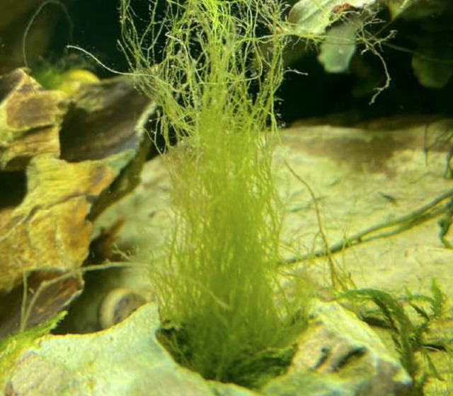 Bild von Bartalgen im Aquarium bekämpfen/entfernen 🐟 Profi